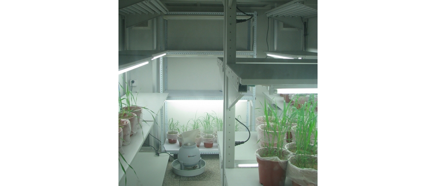 玉米/小麥生長(zhǎng)室