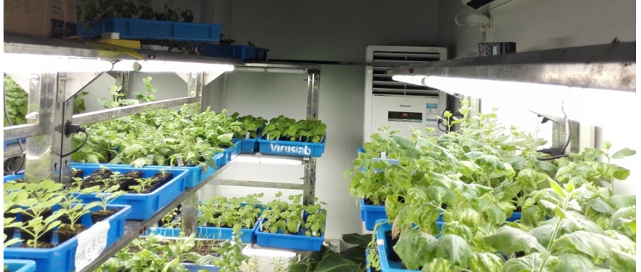 番茄/煙草/油菜生長(zhǎng)室